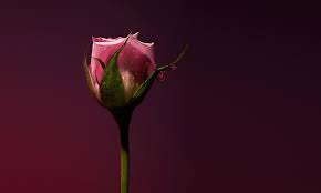 Olfactive Studio Rose Shot